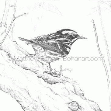 Black and White Warbler Pencil Sketch p90