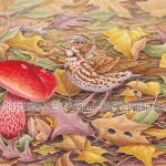 Fox Sparrow and Frost's Bolete (10x7 inch Transparent Watercolor on Arches 140lb HP paper)