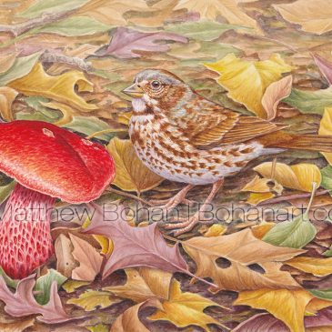 Fox Sparrow and Frost’s Bolete Transparent Watercolor and Time-lapse