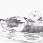 Long-tailed Duck Pencil Sketch