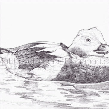 Long-tailed Duck Pencil Sketch p87
