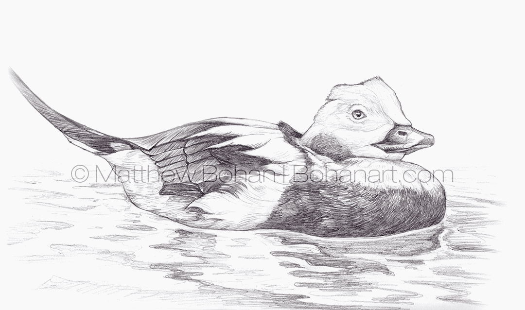 Vintage Pintail Duck Pencil Sketch Drawing | eBay