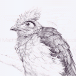 Crested Coua Pencil Sketch