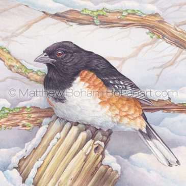 Early Eastern (Rufous-sided) Towhee Transparent Watercolor and Time-lapse