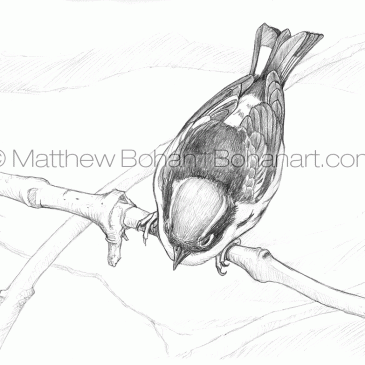 Magnolia Warbler Pencil Sketch p93