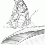 Malachite Butterfly Pencil Sketch