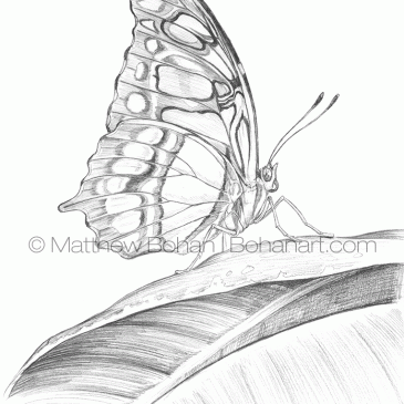 Malachite Butterfly Pencil Sketch p90
