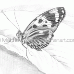 Numata Longwing Butterfly Pencil Sketch