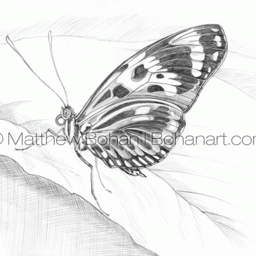 Numata Longwing Butterfly Pencil Sketch p91
