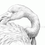 Carribean Flamingo Pencil Sketch