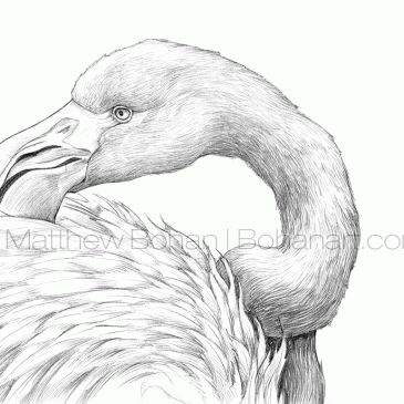 Caribbean Flamingo Pencil Sketch p94
