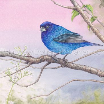 Indigo Bunting Transparent Watercolor and Time-lapse Video