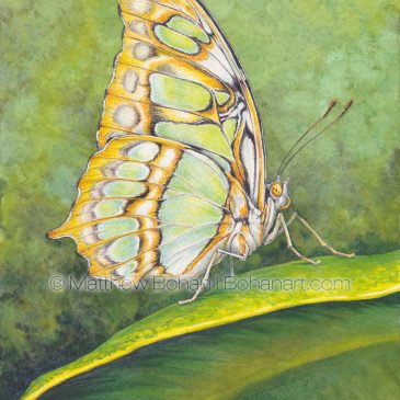 Malachite Butterfly Transparent Watercolor and Time-lapse Video