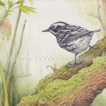 Black and WHite Warbler (10x7 inch transparent watercolor on Arches 140lb HP paper)