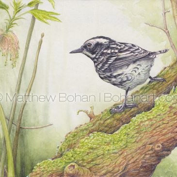 Black-and-white Warbler Transparent Watercolor and Time-lapse Video