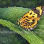 Numata Longwing Butterfly (10x7 inch transparent watercolor on Arches 140lb HP Paper)