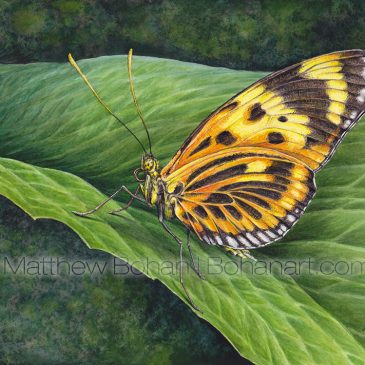 Numata Longwing Butterfly Transparent Watercolor and Time-lapse Video