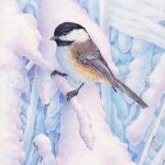 Black-capped Chickadee in Snow (7x10 inch Transparent Watercolor on Arches 140lb HP paper)