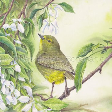 Orange-crowned Warbler Transparent Watercolor and Time-lapse Video