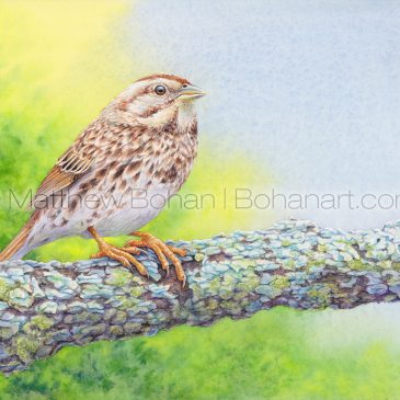 Song Sparrow Transparent Watercolor
