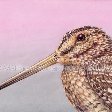 Wilson’s Snipe Transparent Watercolor and Time-lapse Video