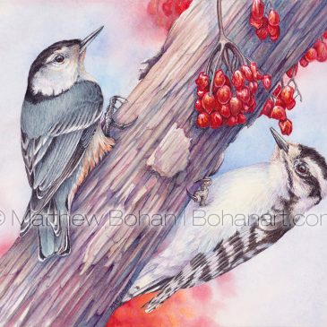 Shared Interests: White-breasted Nuthatch and Downy Woodpecker Watercolor and Time-lapse Video