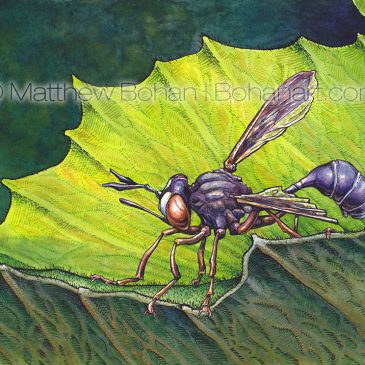 Thick-headed Fly Transparent Watercolor, Gouache and Ink plus Time-lapse Video