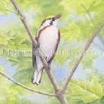 Chestnut-sided Warbler (Transparent Watercolor on Arches 140lb HP paper)