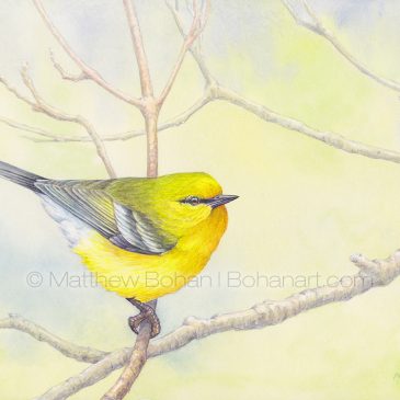 Blue-winged Warbler Transparent Watercolor and Time-lapse Video