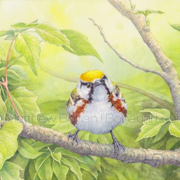 Grumpy Chestnut-sided Warbler Transparent Watercolor and Time-lapse Video