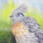 Crested Coua (7×10 inch Transparent Watercolor on Arches 140lb HP Paper)