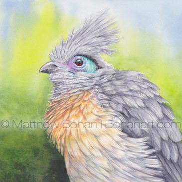 Crested Coua Watercolor and Time-lapse Video