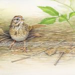 Lincoln’s Sparrow (10×7 inch Transparent Watercolro on Arches 140lb HP paper)