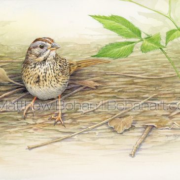 Lincoln’s Sparrow Transparent Watercolor and Time-lapse Video