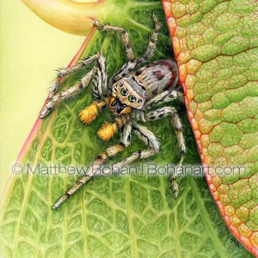 Dimorphic Jumping Spider on Redbud Leaf Transparent Watercolor and Time-lapse Video