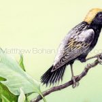 Bobolink on Tulip Poplar Sapling (Detail from 7x10 inch Transparent Watercolor on Arches 140lb HP Paper)