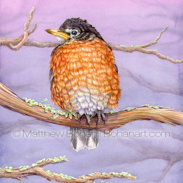 Cold American Robin Transparent Watercolor and Time-lapse Video
