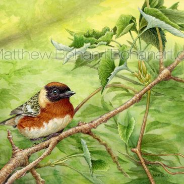 Bay-breasted Warbler Transparent Watercolor and Time-lapse Video
