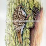 Brown Creeper Building Nest (7×10 inch Transparent Watercolor on Arches 140lb HP Paper)