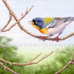 Northern Parula Warbler (7×10 Inch Transparent Watercolor on Arches 140lb HP Paper)