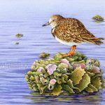 Ruddy Turnstone on Oyster Bed (7x10 inch Transparent Watercolor on Arches 140 lb HP Paper)