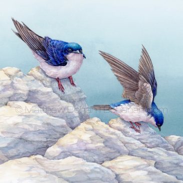 Barn Swallows and Tree Swallows on Breakwall Transparent Watercolor and Time-lapse Video