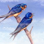 Barn Swallows on Blue (7x10 inch Transparent Watercolor on Arches 140lb HP Paper)