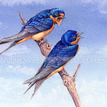 Barn Swallows Transparent Watercolor