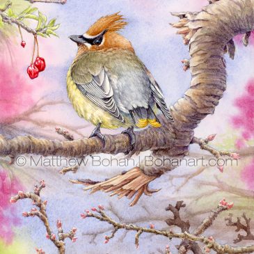 Cedar Waxwing on Broken Perch Transparent Watercolor and Time-lapse Video