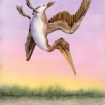 Diving Brown Pelican Transparent Watercolor and Time-lapse Video