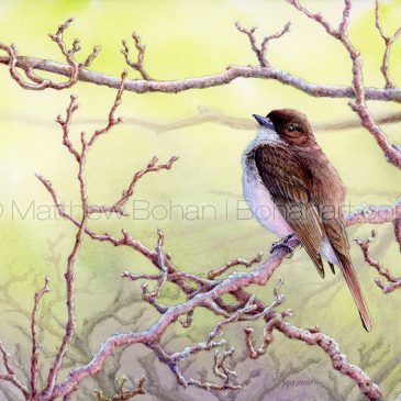 Eastern Phoebe Transparent Watercolor and Time-lapse Video