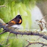 American Redstart (7x10 inch Transparent Watercolor on Arches 140lb HP Paper)
