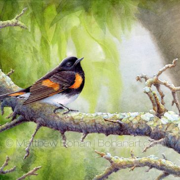American Redstart Warbler Watercolor and Time-lapse Video