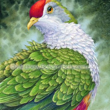 Beautiful Fruit Dove Transparent Watercolor and Time-lapse Video